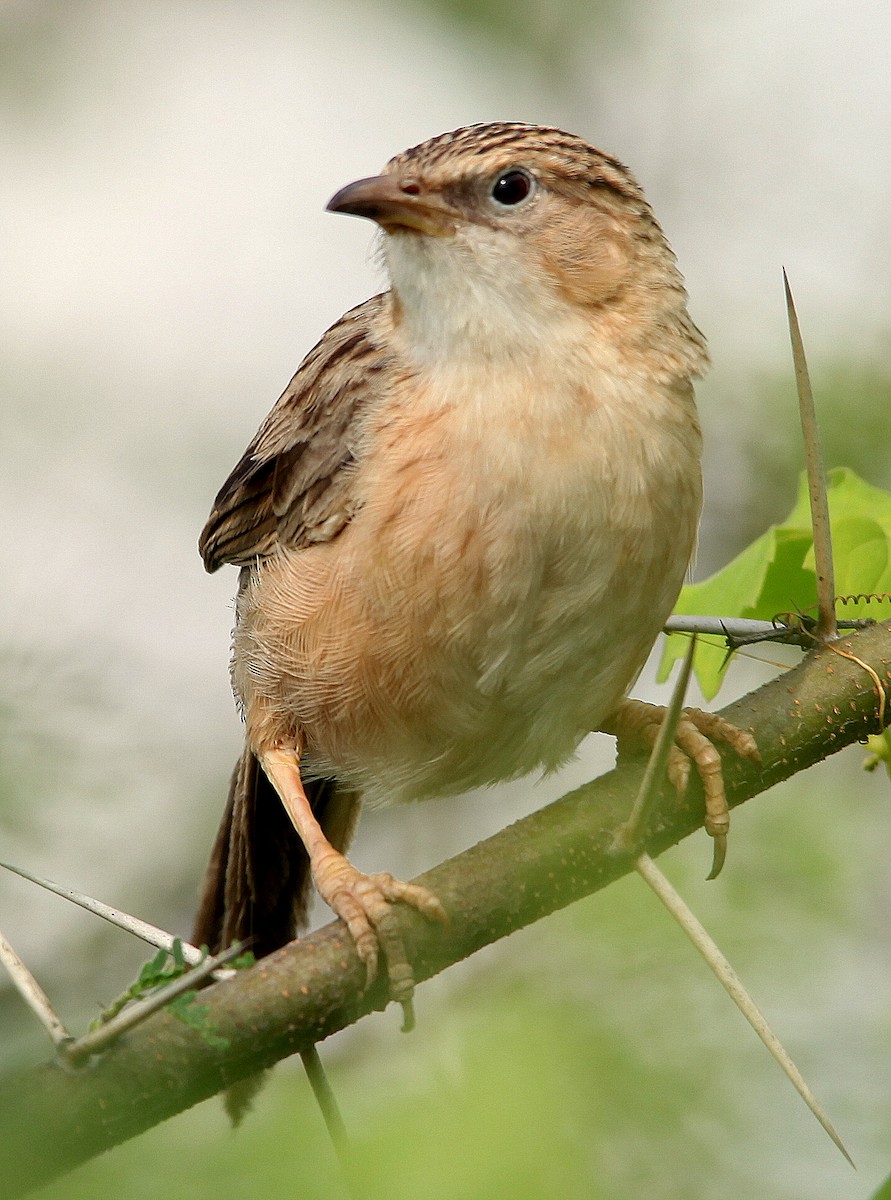 Common Babbler - jayant atrey