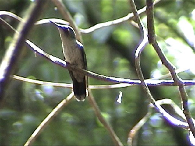 Emerald-chinned Hummingbird - Hector Gomez de Silva