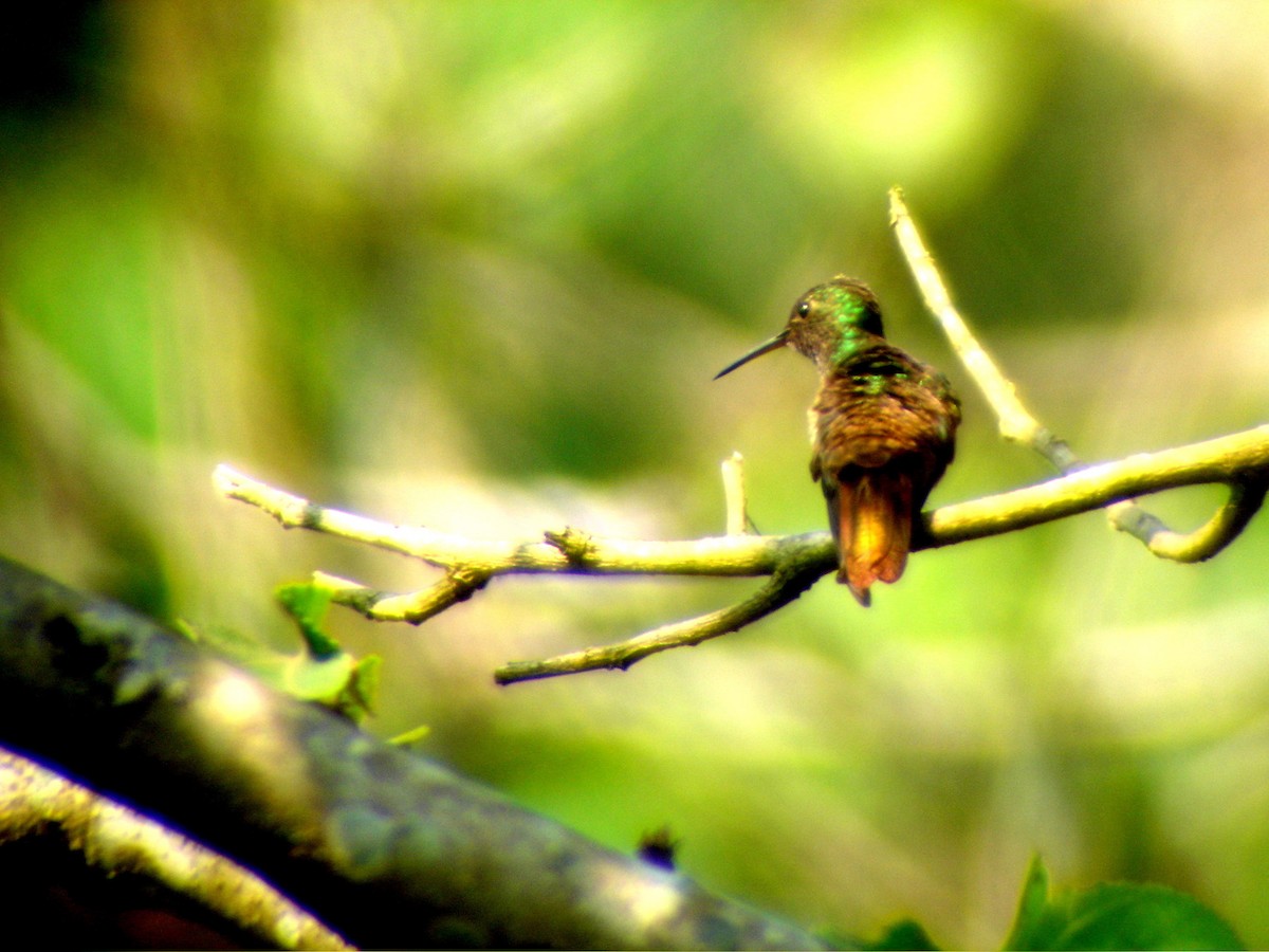 Berylline Hummingbird (Sumichrast's) - Hector Gomez de Silva