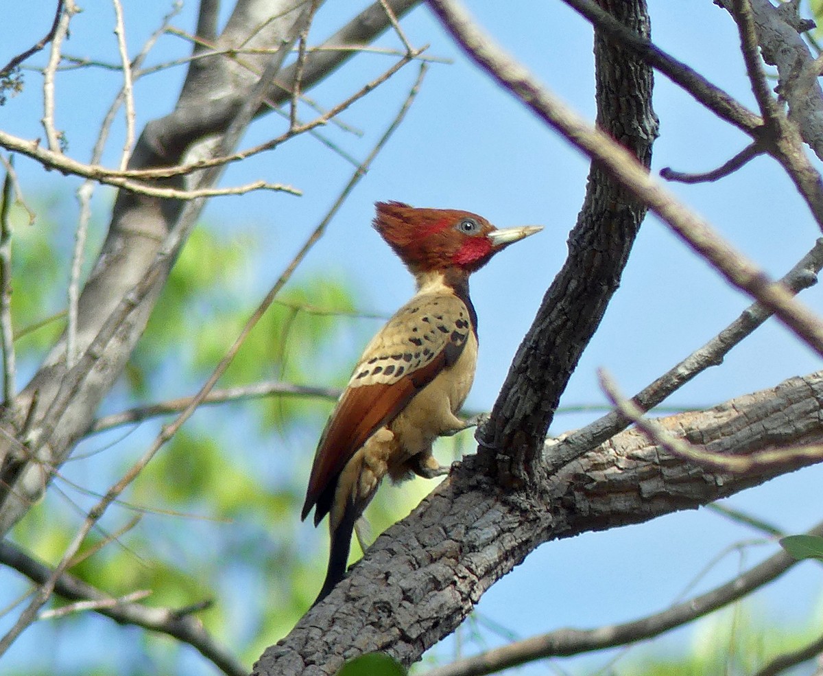 Kaempfer's Woodpecker - Phil Tizzard