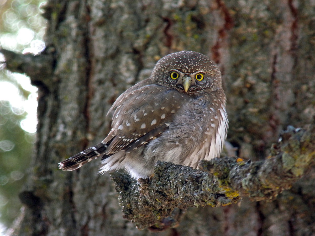 Northern Pygmy-Owl - Phil Tizzard