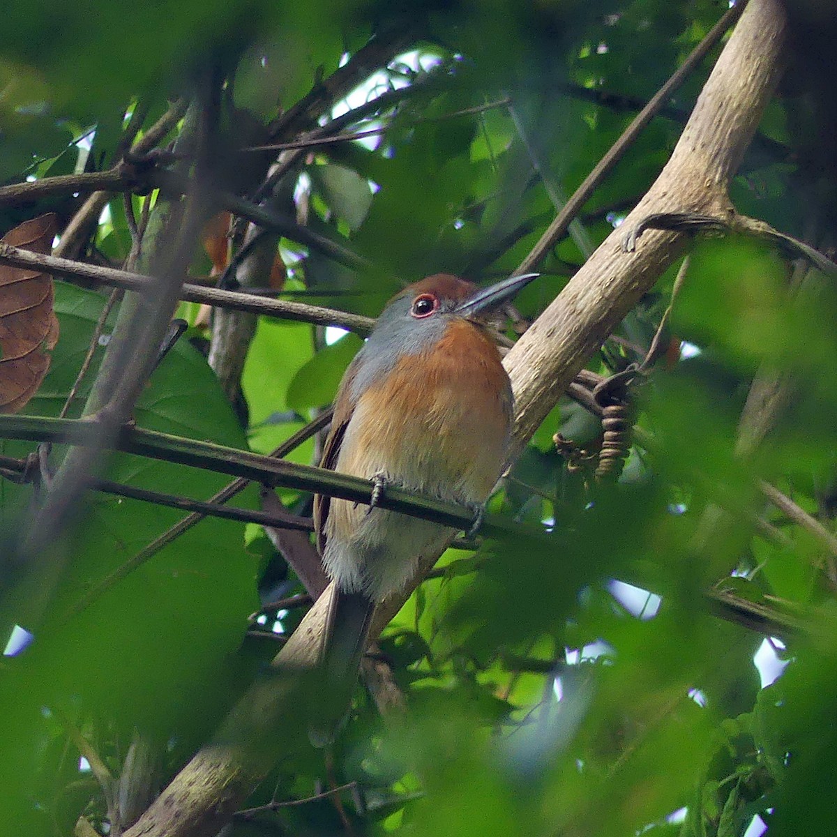 Rufous-capped Nunlet - Phil Tizzard