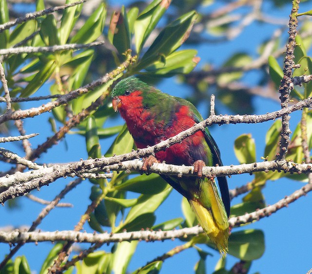 ムネムラサキインコ Ebird