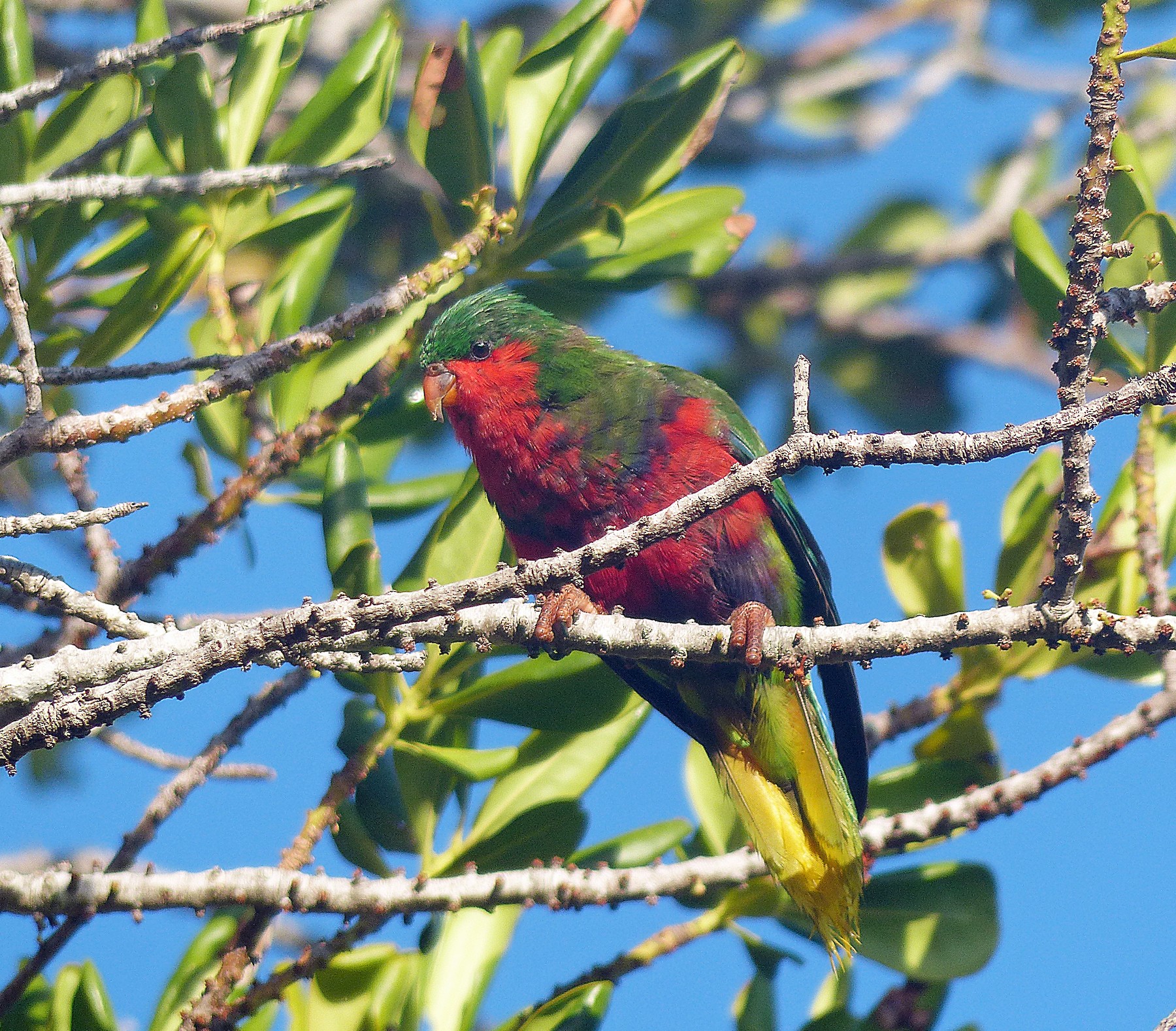 ムネムラサキインコ Ebird