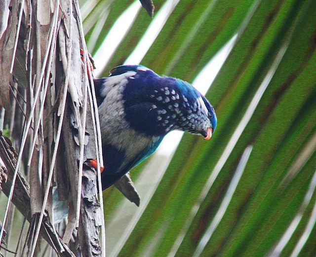 コンセイインコ Ebird