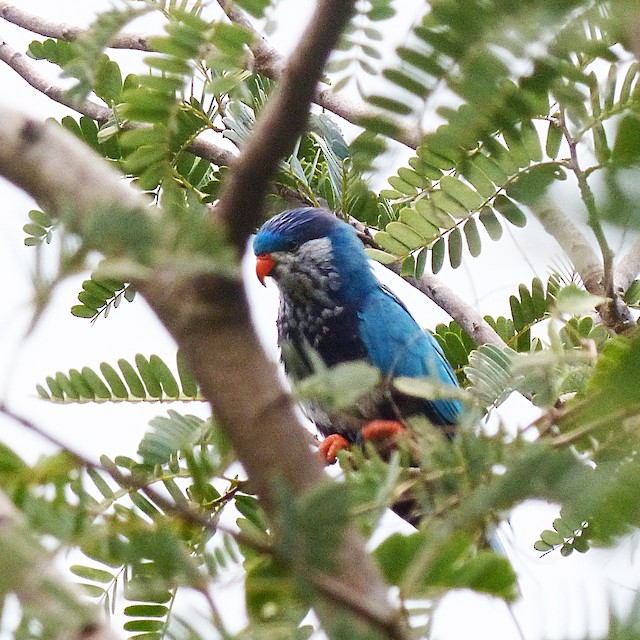 コンセイインコ Ebird