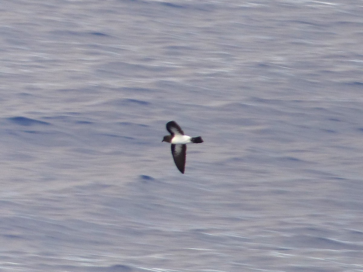 White-bellied Storm-Petrel - Phil Tizzard