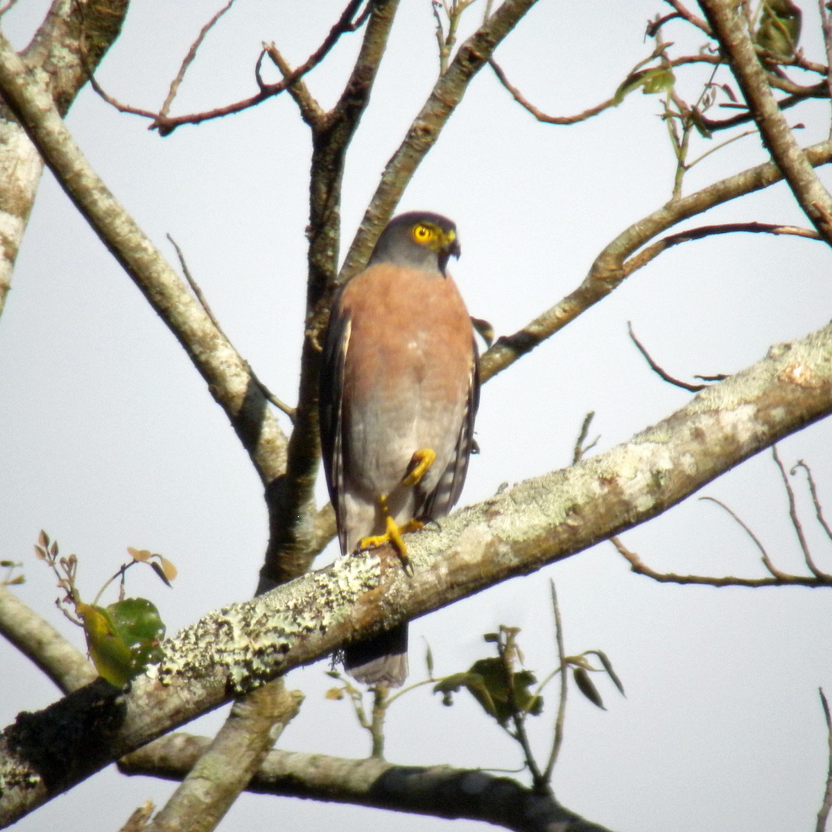 Vinous-breasted Sparrowhawk - ML205567511