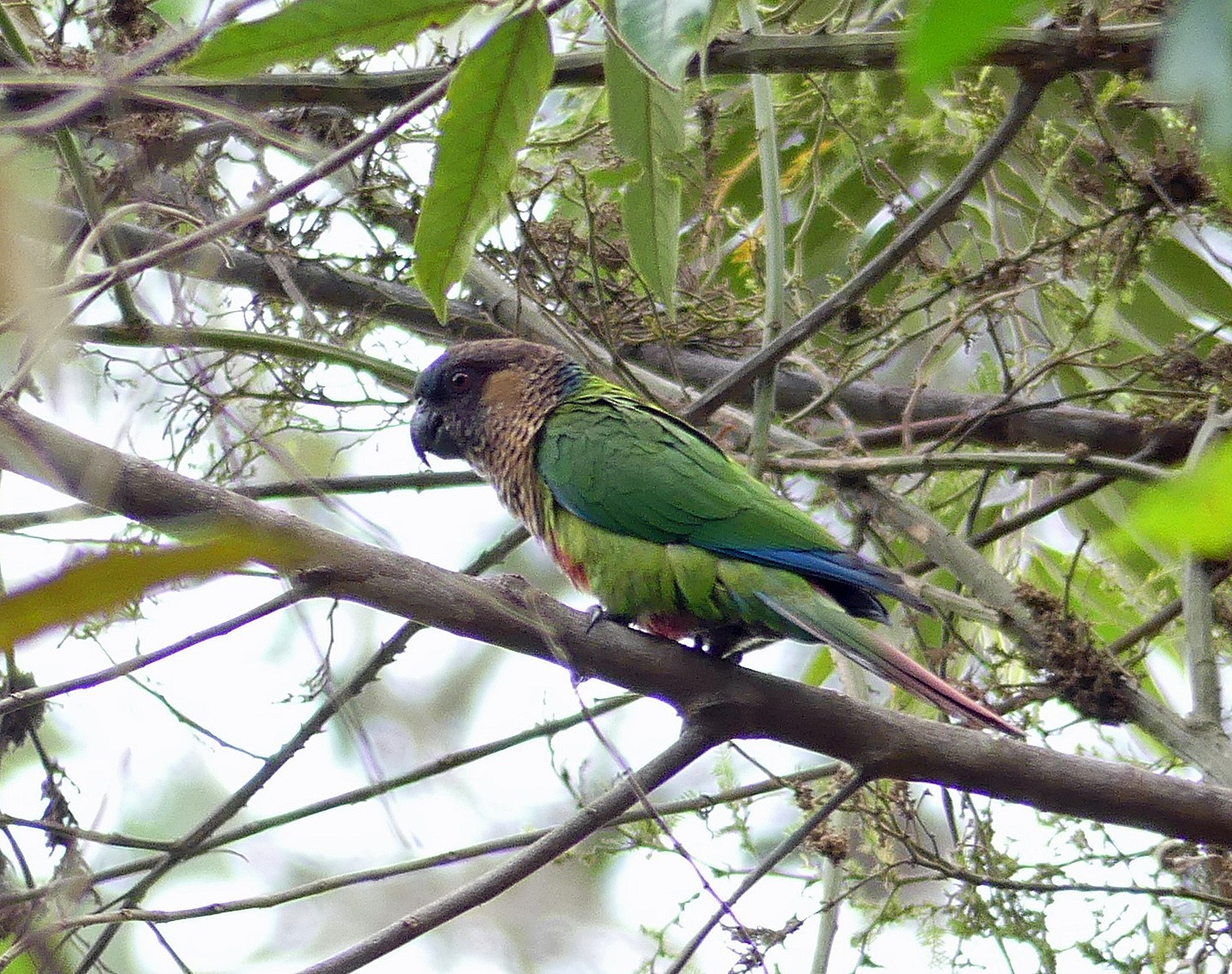 Santarem Parakeet (Santarem) - eBird