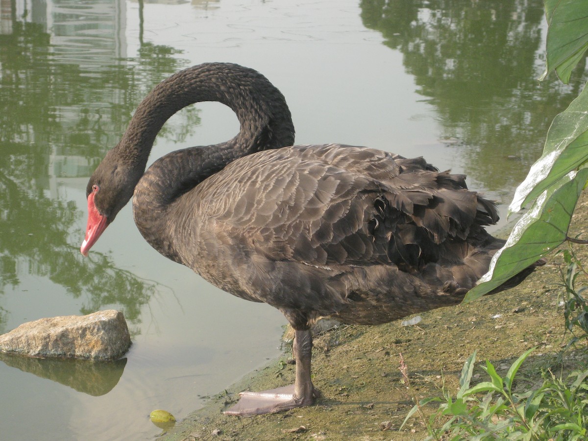 Black Swan - Vitor Gomes