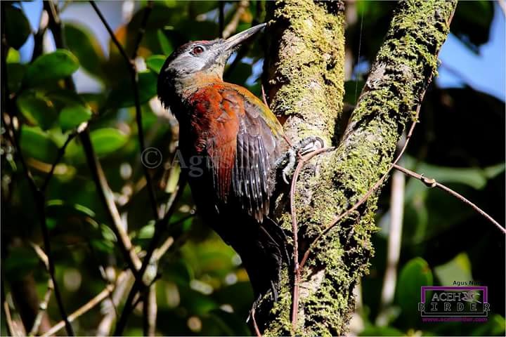 Gray-headed Woodpecker (Sumatran) - Agus Nurza