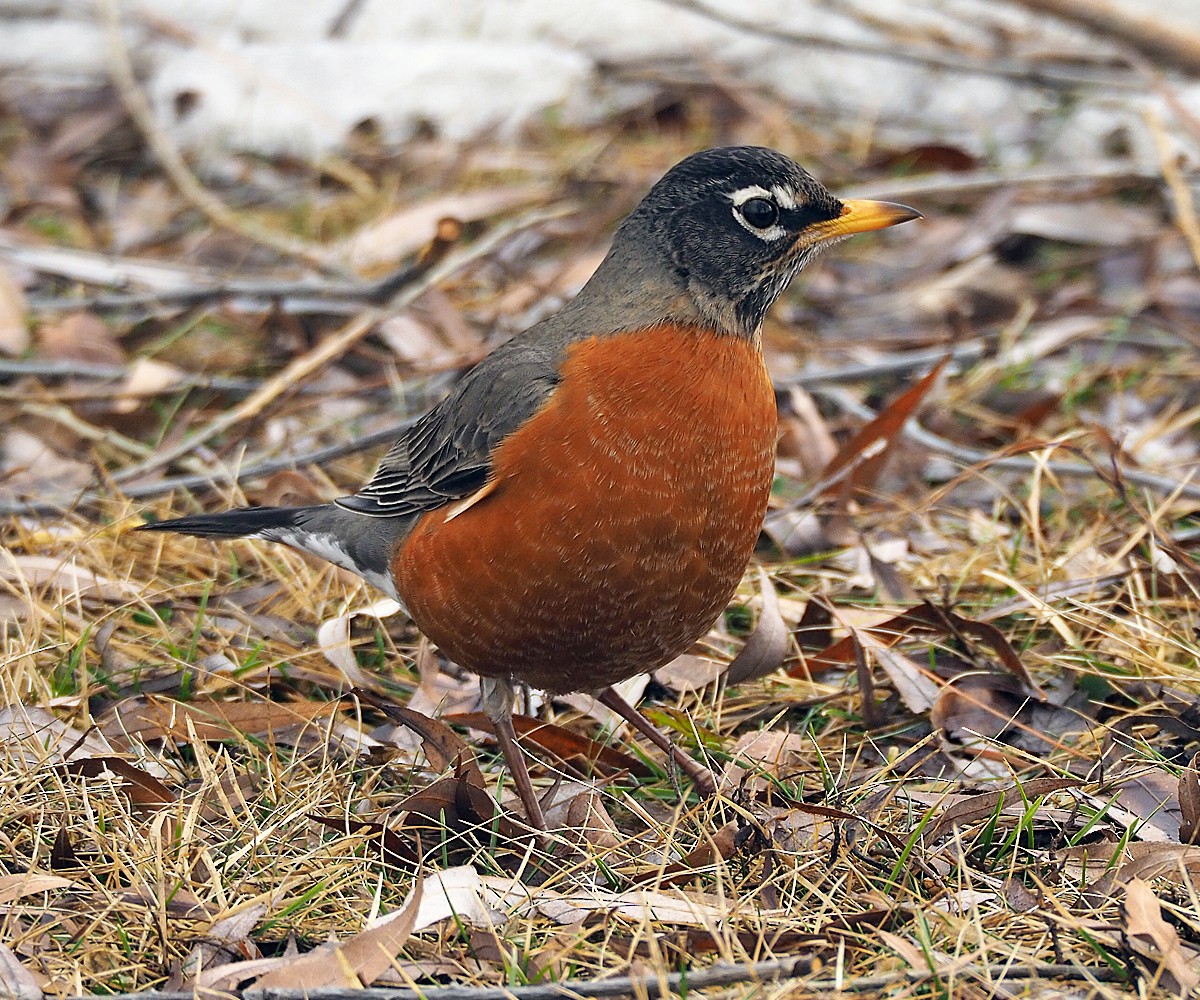 American Robin (migratorius Group) - Gordon Johnston