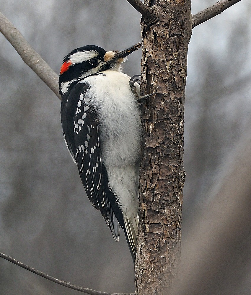Hairy Woodpecker (Eastern) - Gordon Johnston