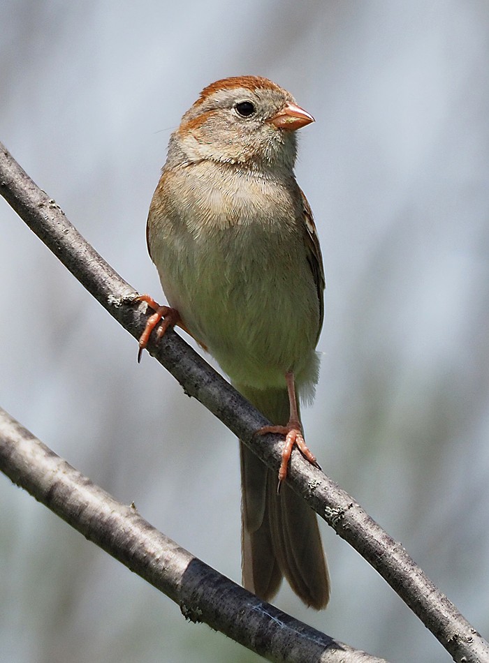Field Sparrow - Gordon Johnston