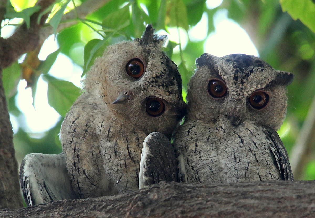 Indian Scops-Owl - jayant atrey