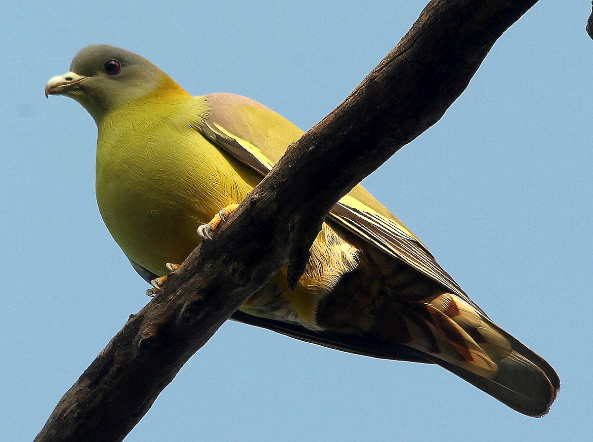 Yellow-footed Green-Pigeon - ML205568861
