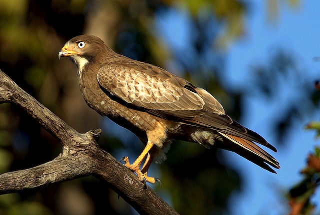 white eyed buzzard