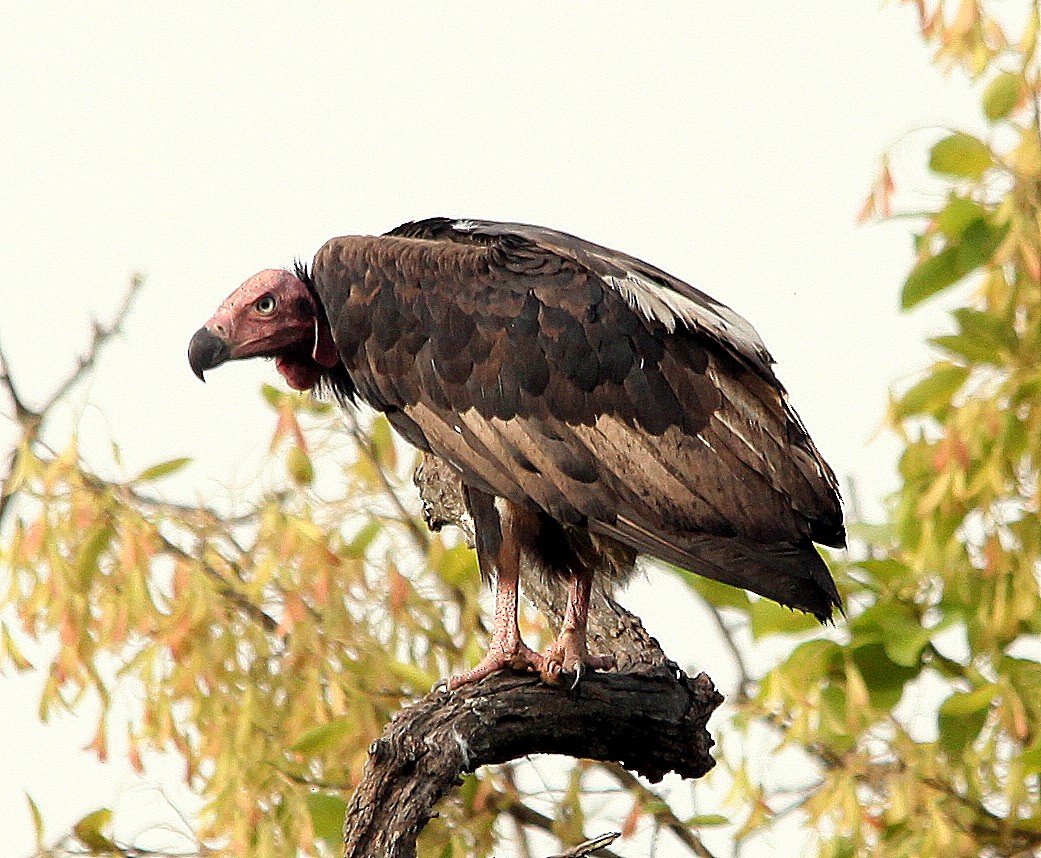 Red-headed Vulture - jayant atrey