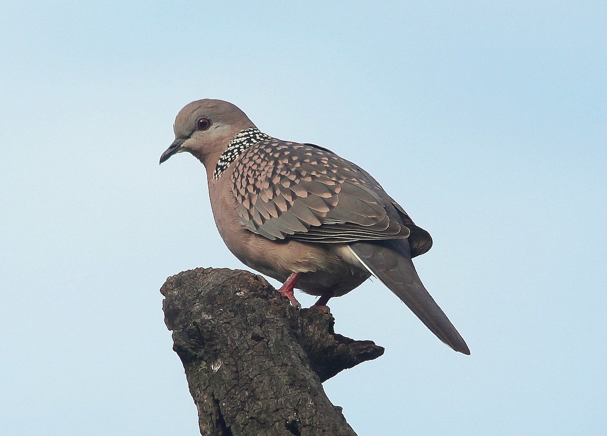 Spotted Dove (Western) - jayant atrey