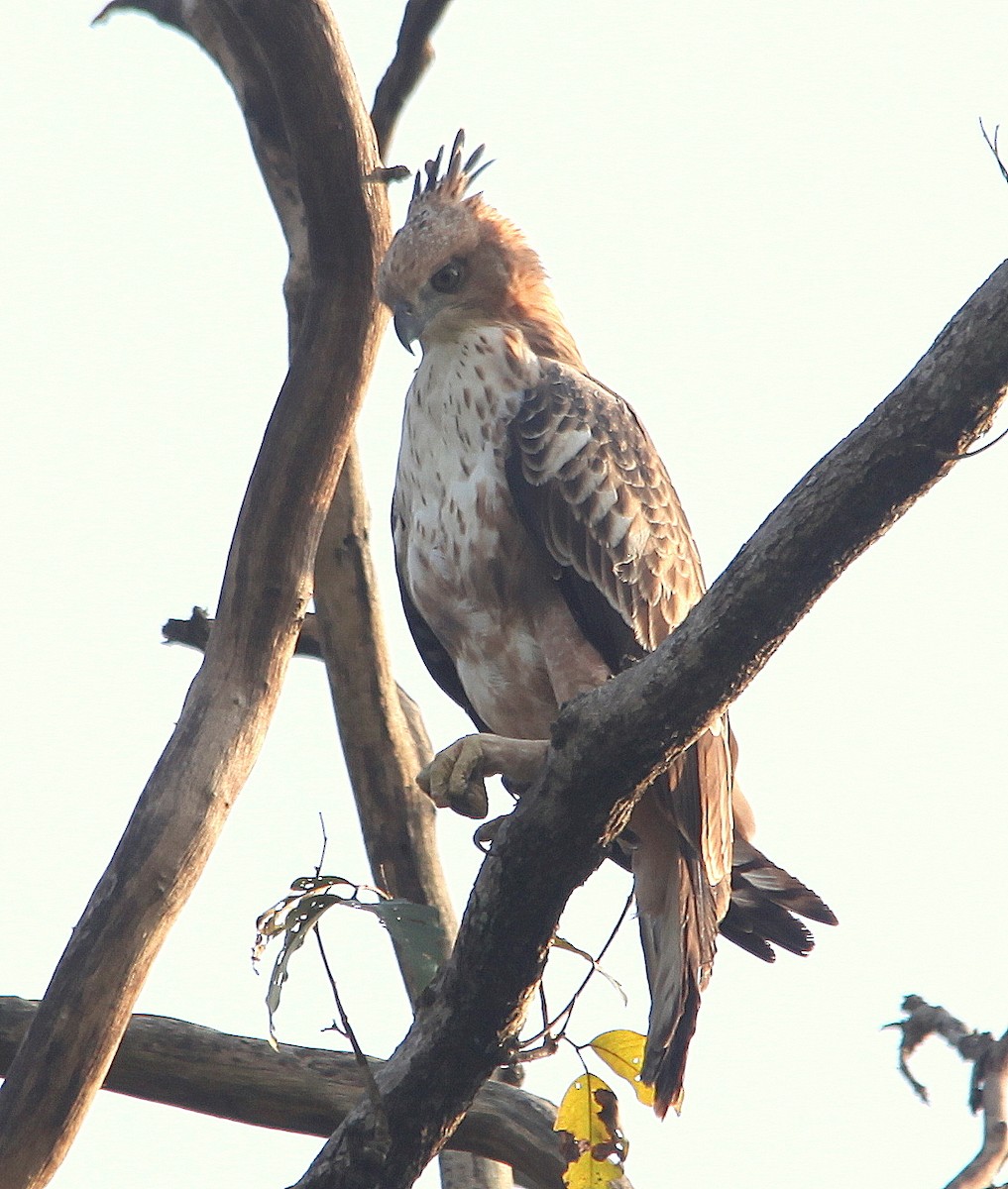 Changeable Hawk-Eagle - jayant atrey