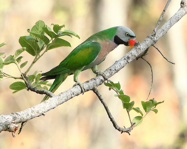 Red breasted deals parakeet