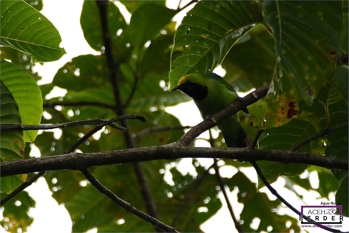 Sumatran Leafbird - Agus Nurza