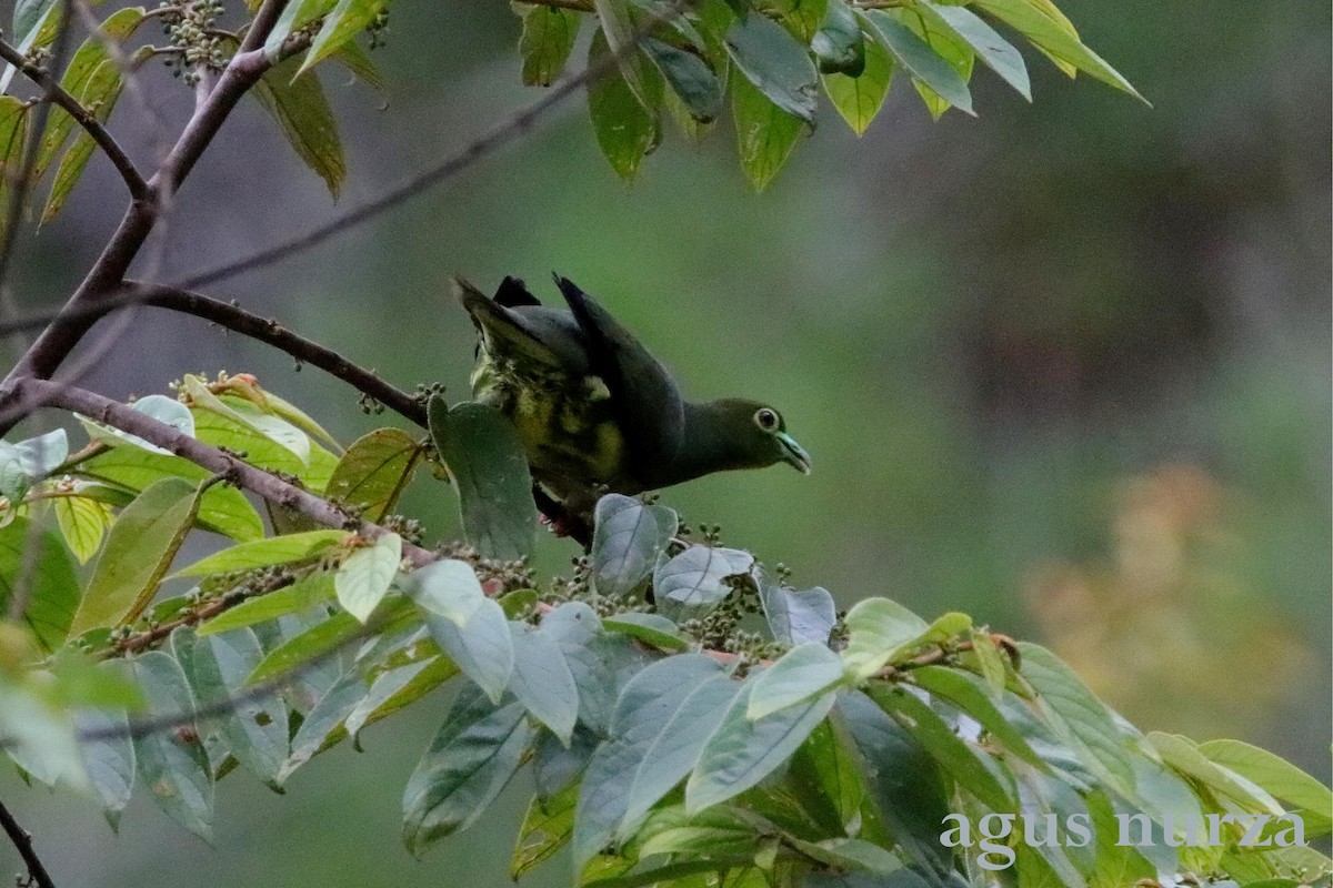 Sumatran Green-Pigeon - ML205569411