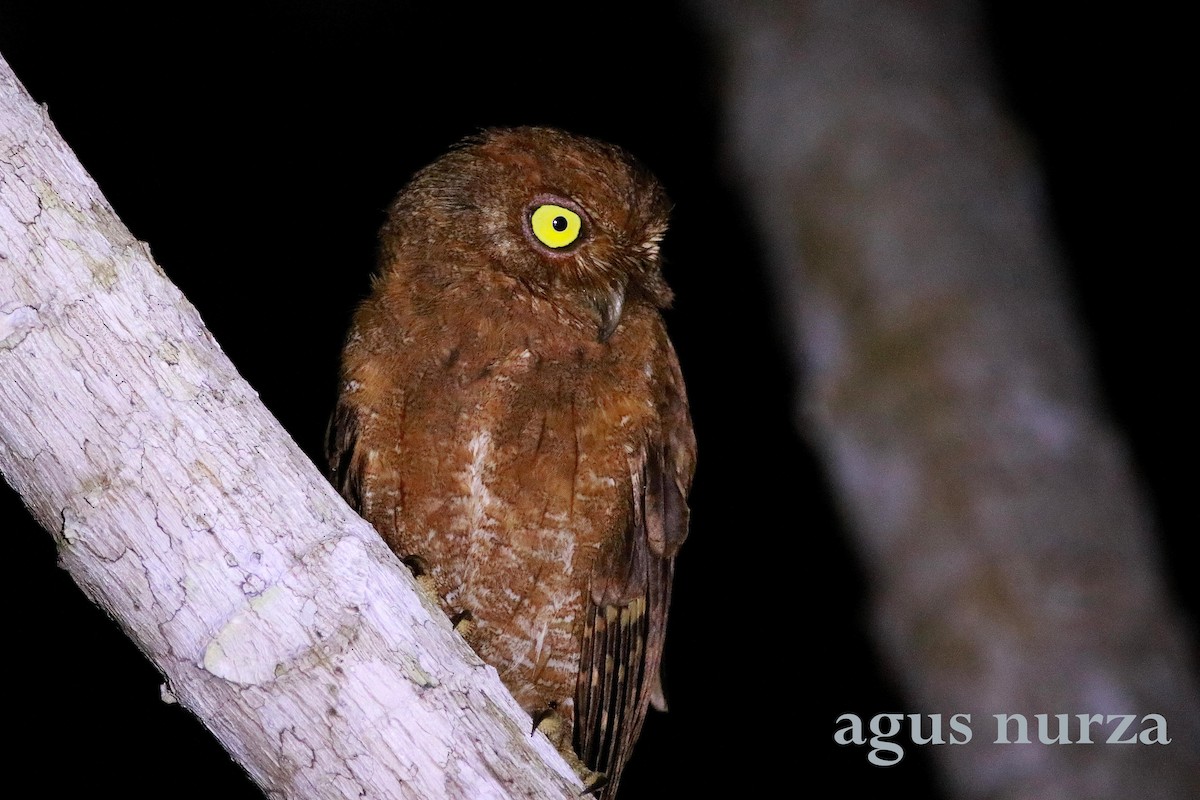 Simeulue Scops-Owl - Agus Nurza