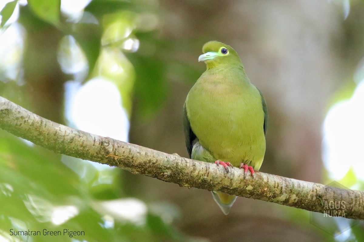 Sumatran Green-Pigeon - Agus Nurza