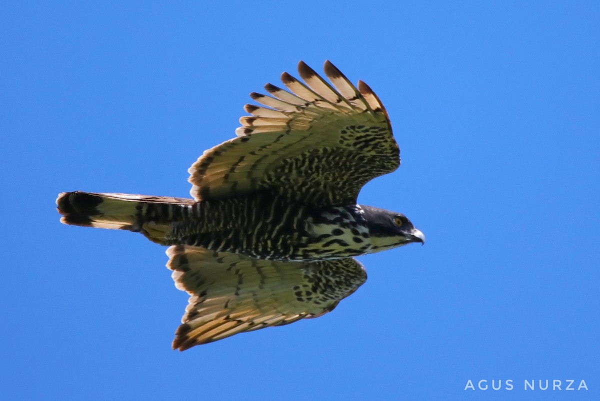 Blyth's Hawk-Eagle - Agus Nurza