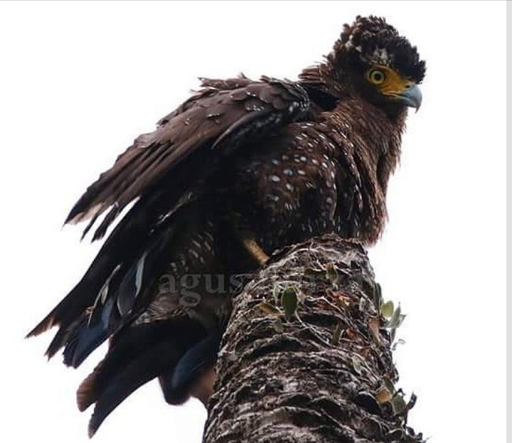 Crested Serpent-Eagle (Simeulue) - Agus Nurza