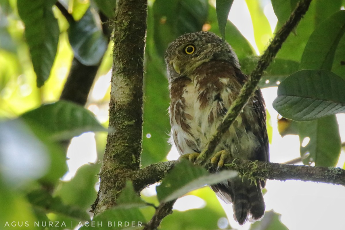Sunda Owlet - Agus Nurza