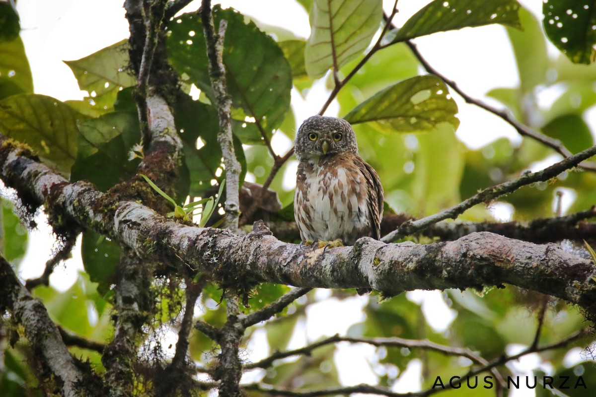 Sunda Owlet - Agus Nurza
