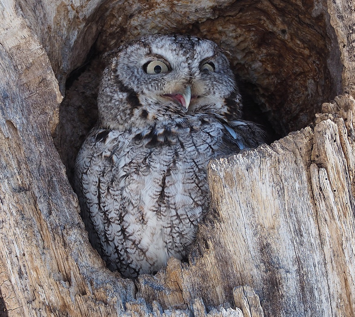 Eastern Screech-Owl (Northern) - Gordon Johnston