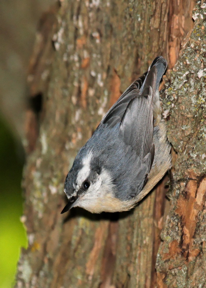 Red-breasted Nuthatch - Ian K Barker