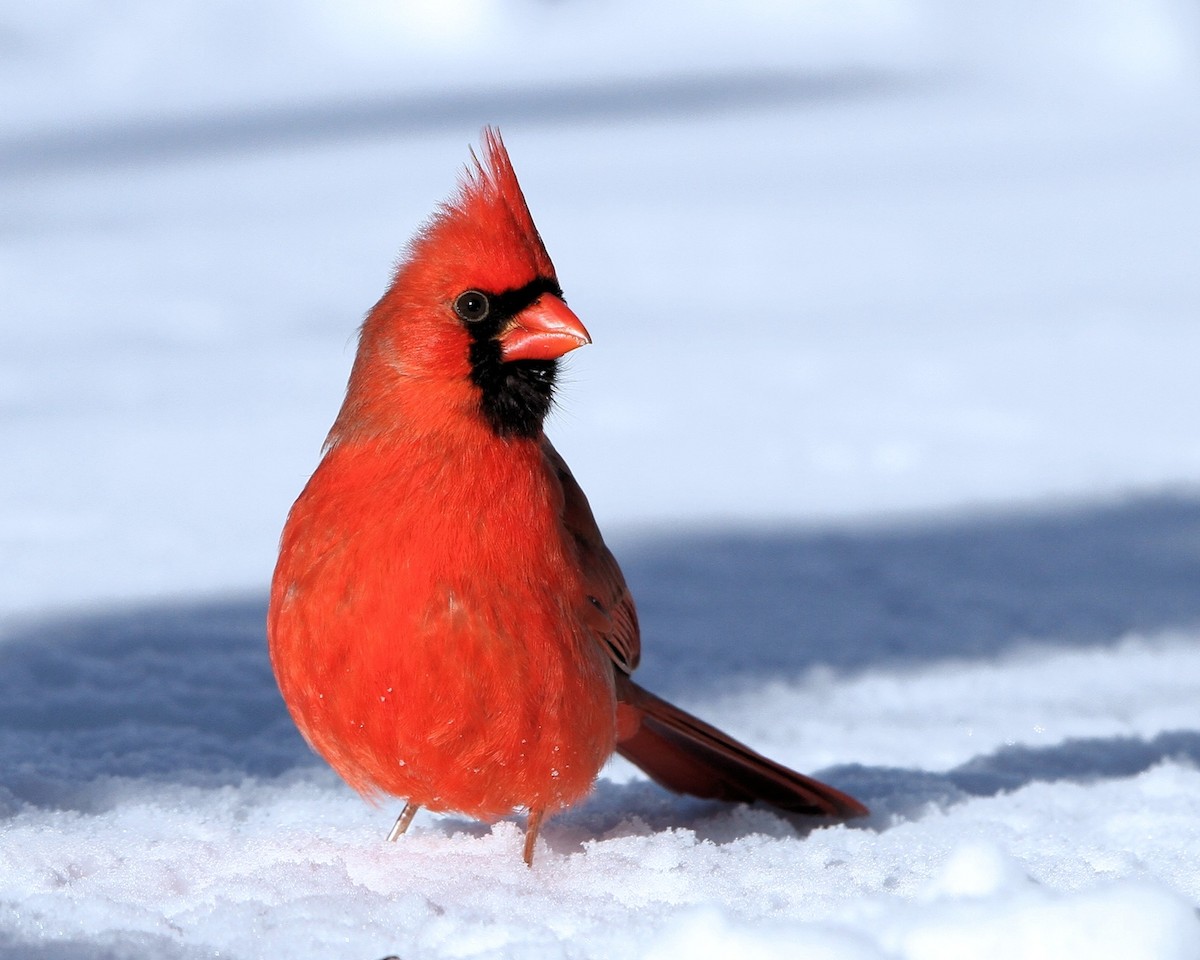 Northern Cardinal (Common) - Ian K Barker