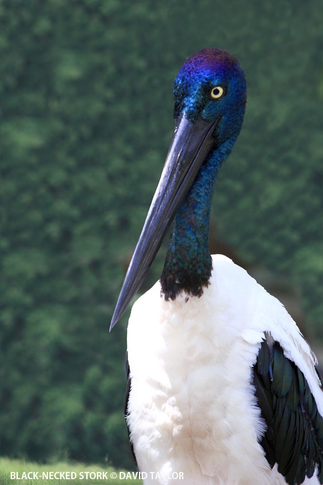 Black-necked Stork - ML205571711
