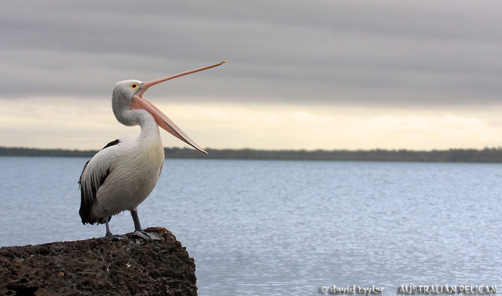 Australian Pelican - David taylor