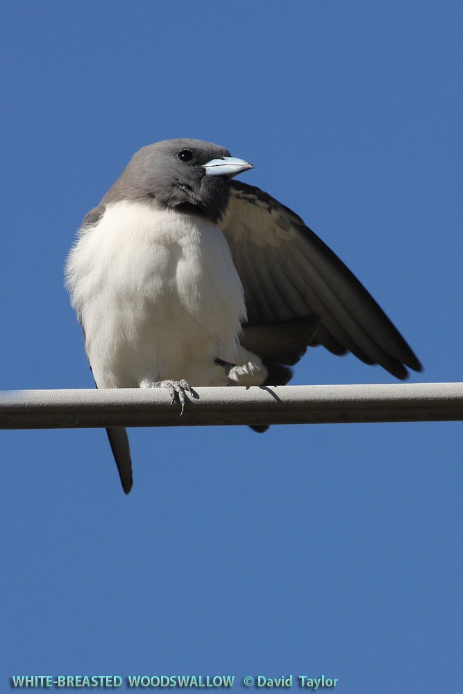 White-breasted Woodswallow - David taylor