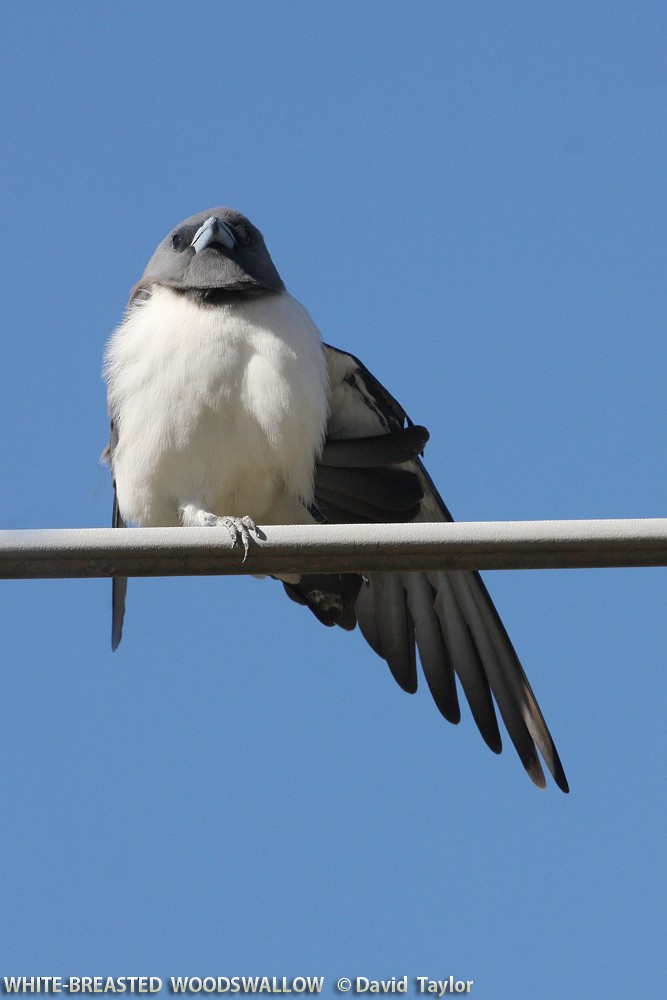 White-breasted Woodswallow - ML205571871