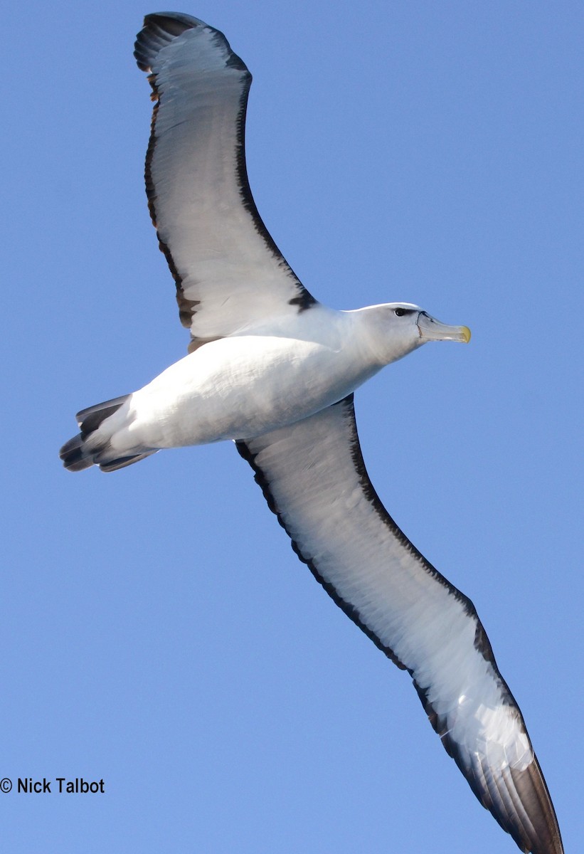 White-capped Albatross (steadi) - Nicholas Talbot