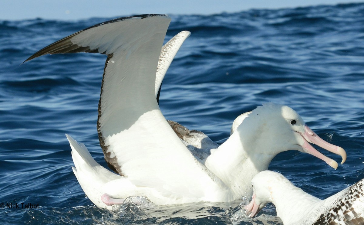 albatros královský - ML205572411