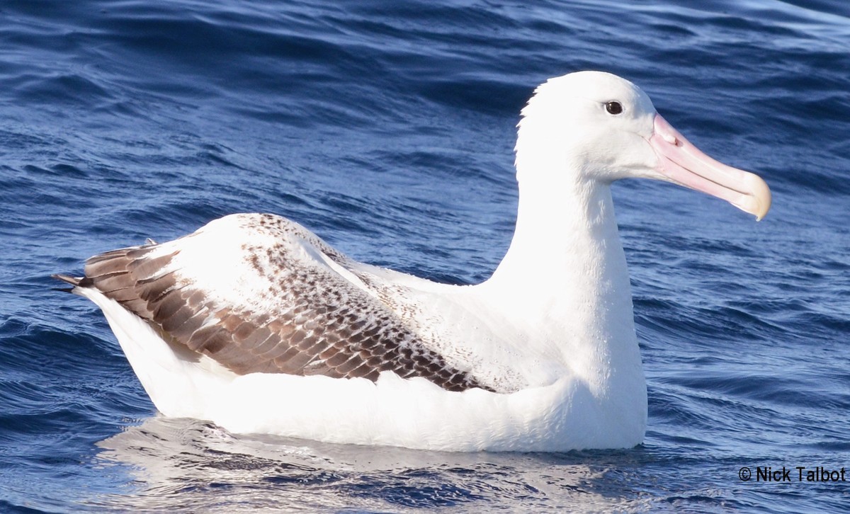 Southern Royal Albatross - Nicholas Talbot
