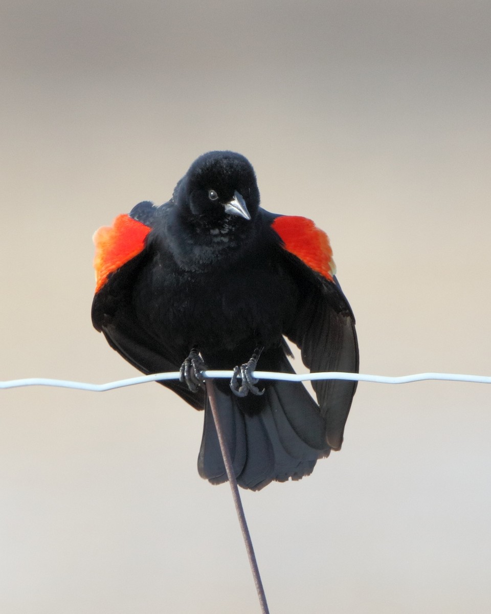 Red-winged Blackbird - ML205572751