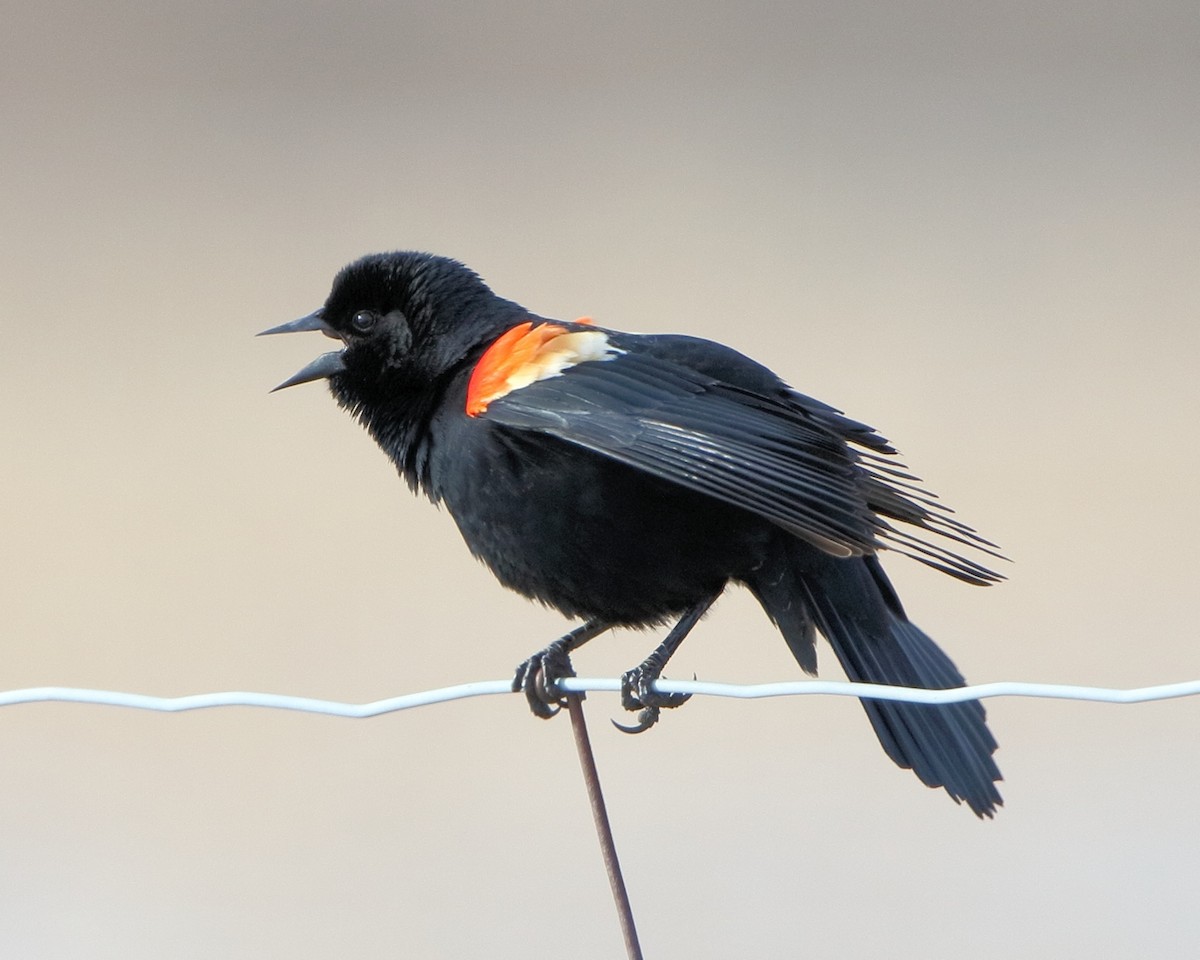 Red-winged Blackbird - ML205572761