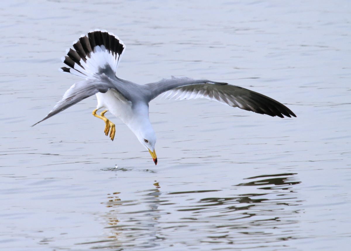 Black-tailed Gull - Ian K Barker