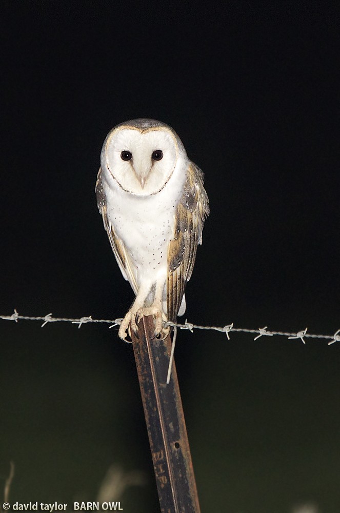 Barn Owl (Eastern) - David taylor