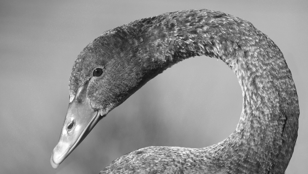 Black Swan - David taylor