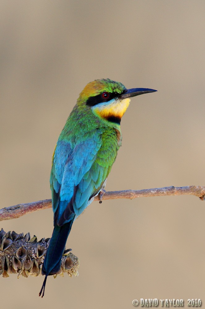 Rainbow Bee-eater - David taylor