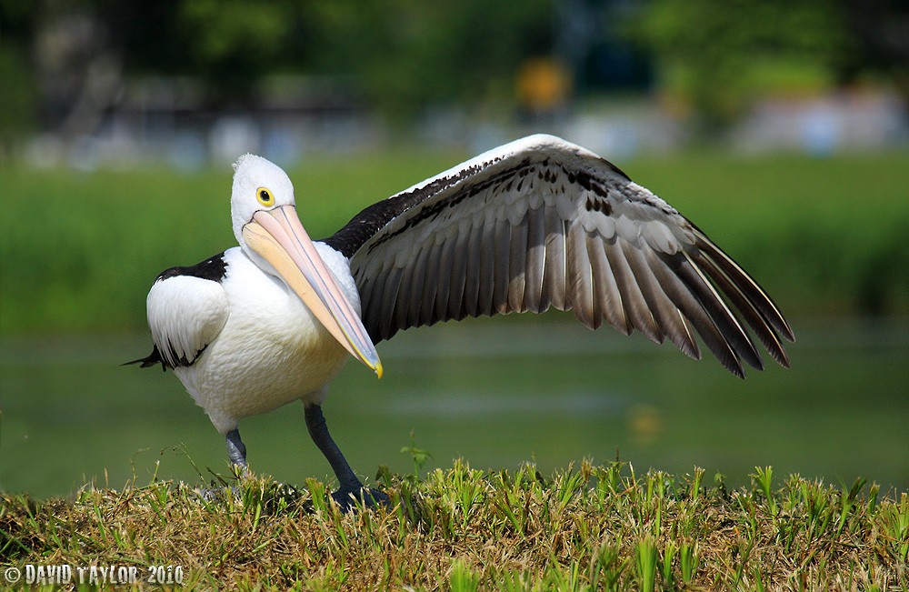 Australian Pelican - David taylor